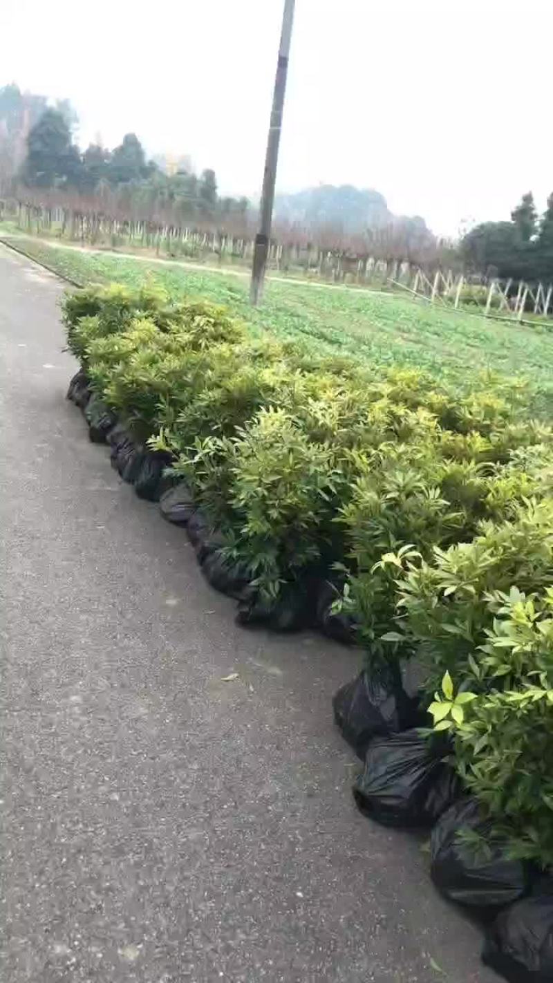 楠木