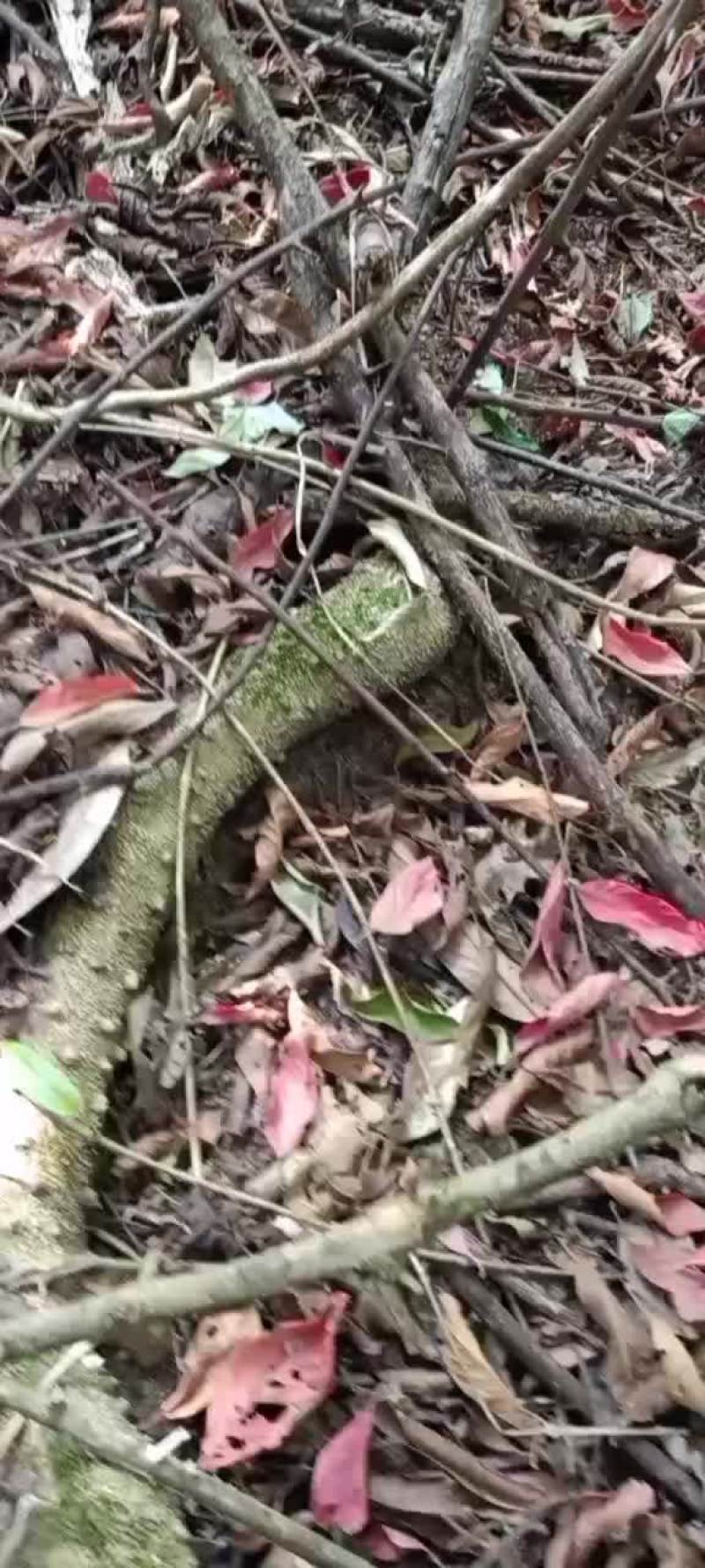 中药材，飞龙掌，也叫见血飞
