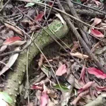 中药材，飞龙掌，也叫见血飞