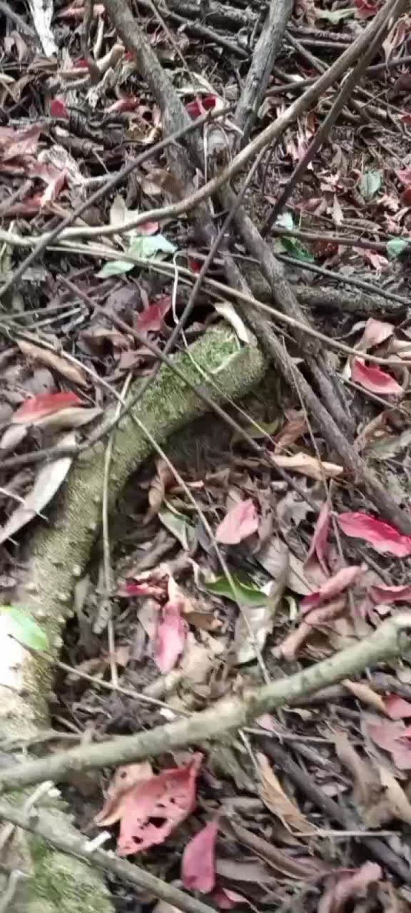 中药材，飞龙掌，也叫见血飞