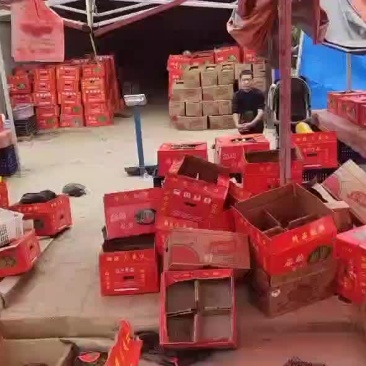 大量批发甜王，麒麟西瓜