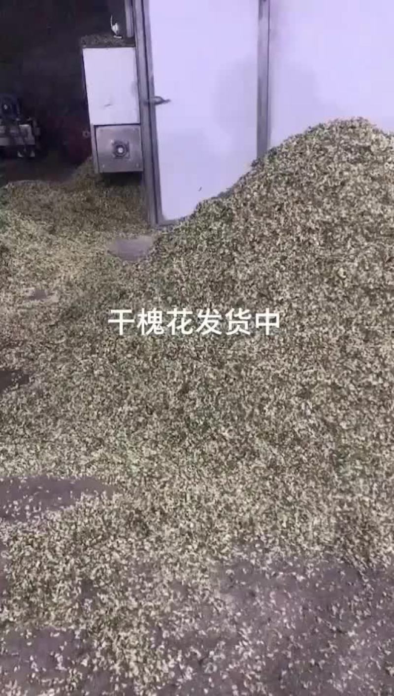 脱水槐花