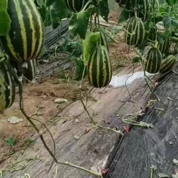 甜瓜