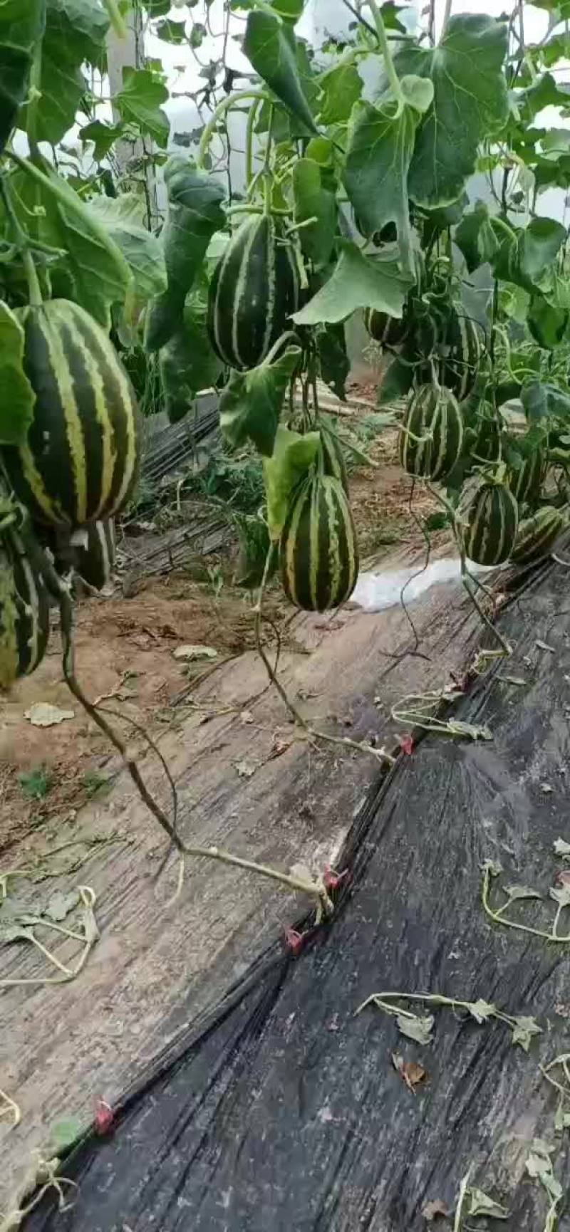 甜瓜