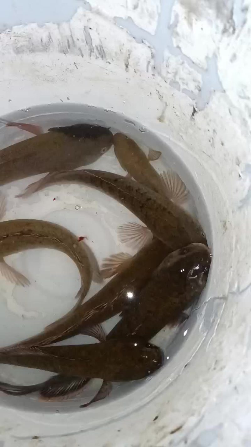 马鬃鱼