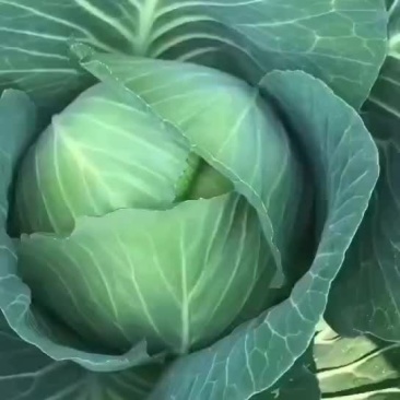 白菜
