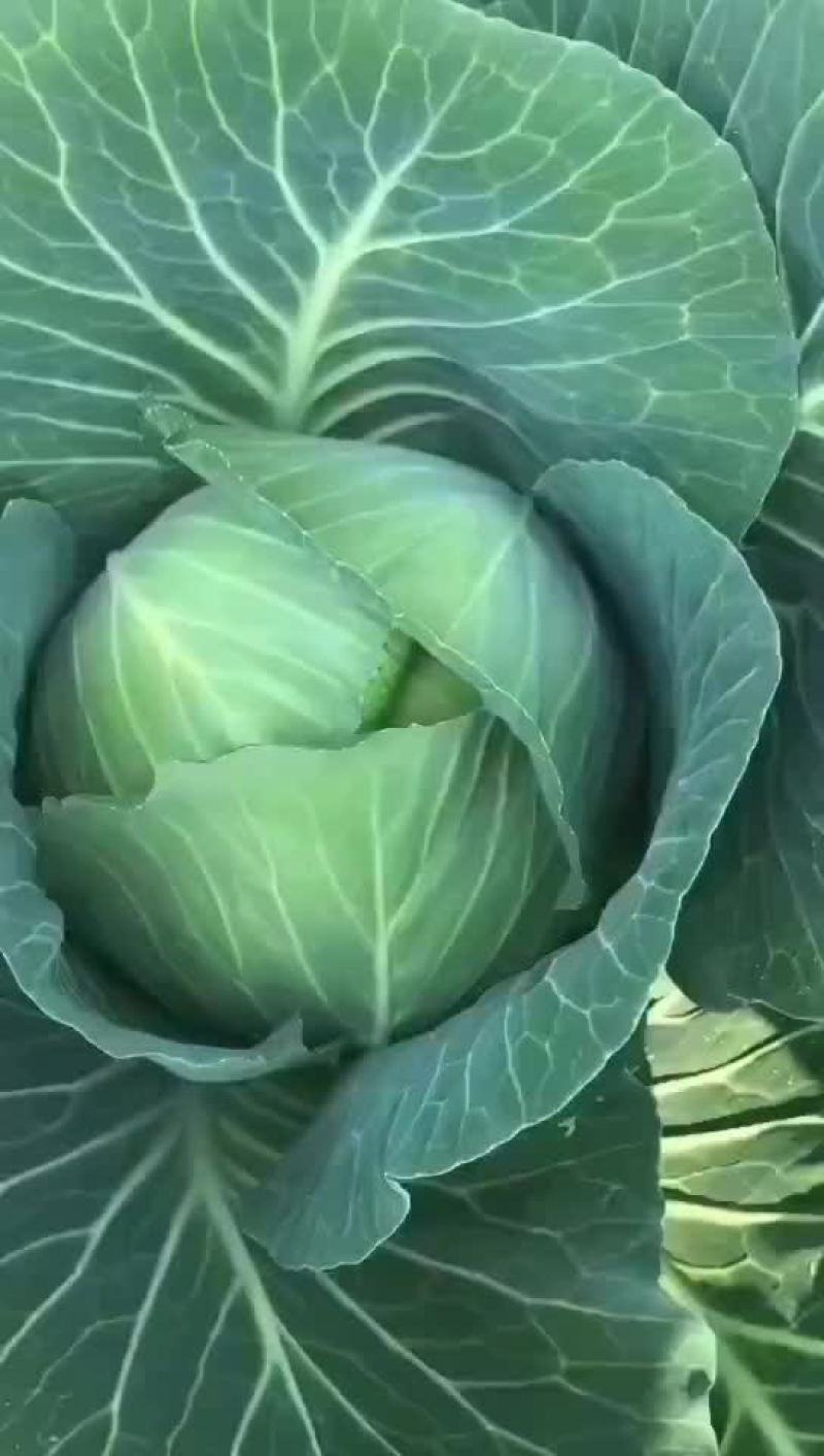 白菜