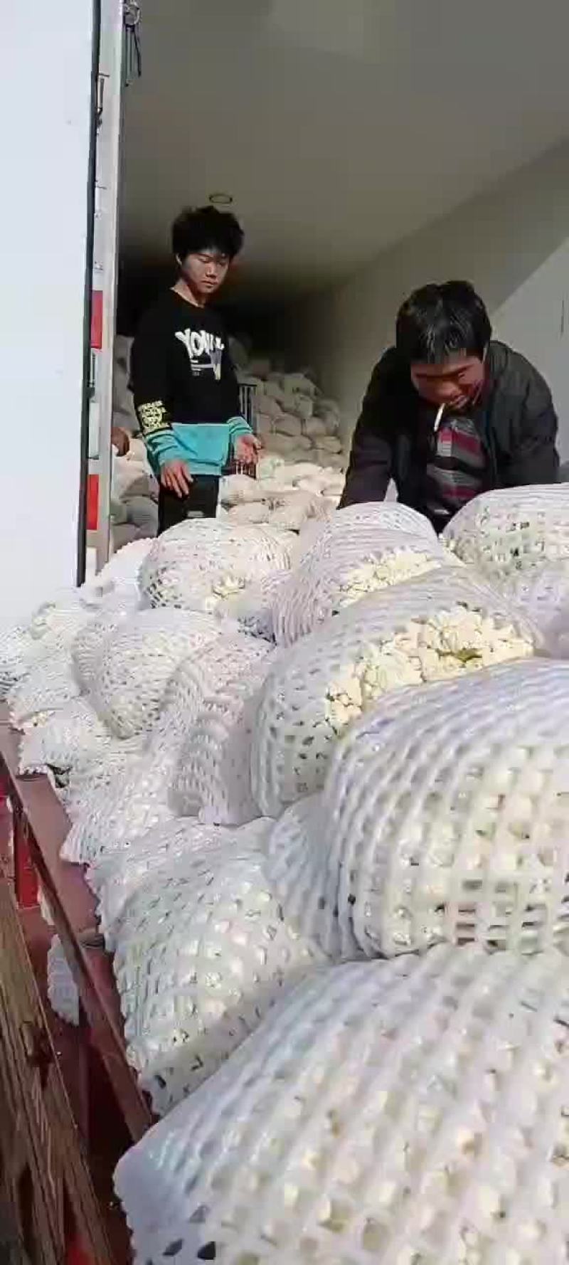 青杆小米粒