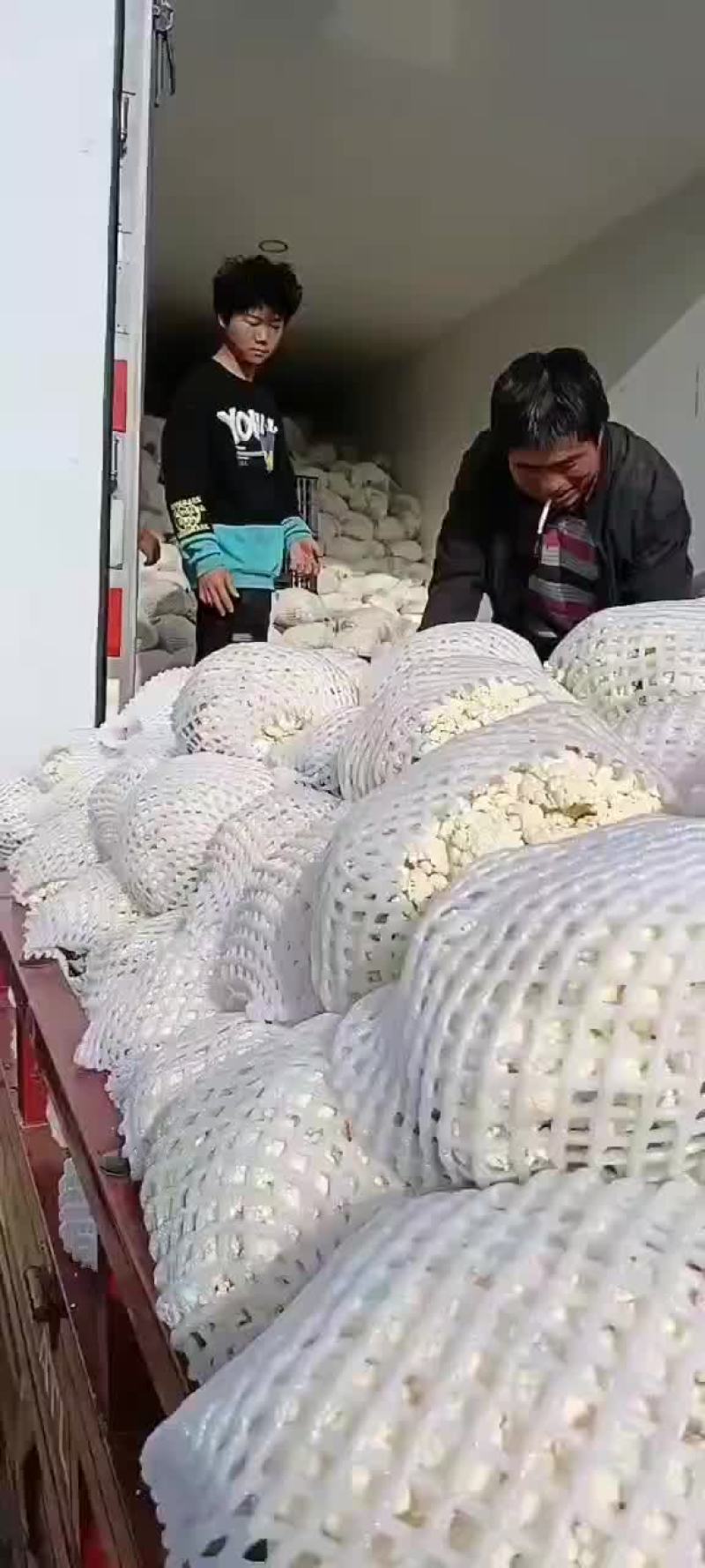 青杆小米粒