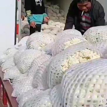 白面青杆小米粒