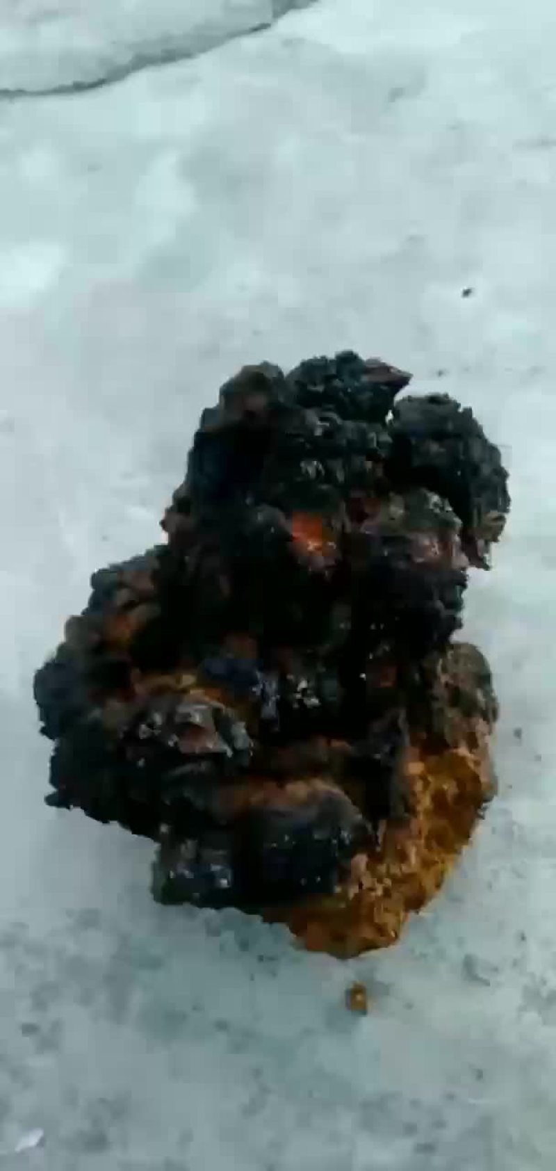桦树茸