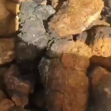 桦树茸