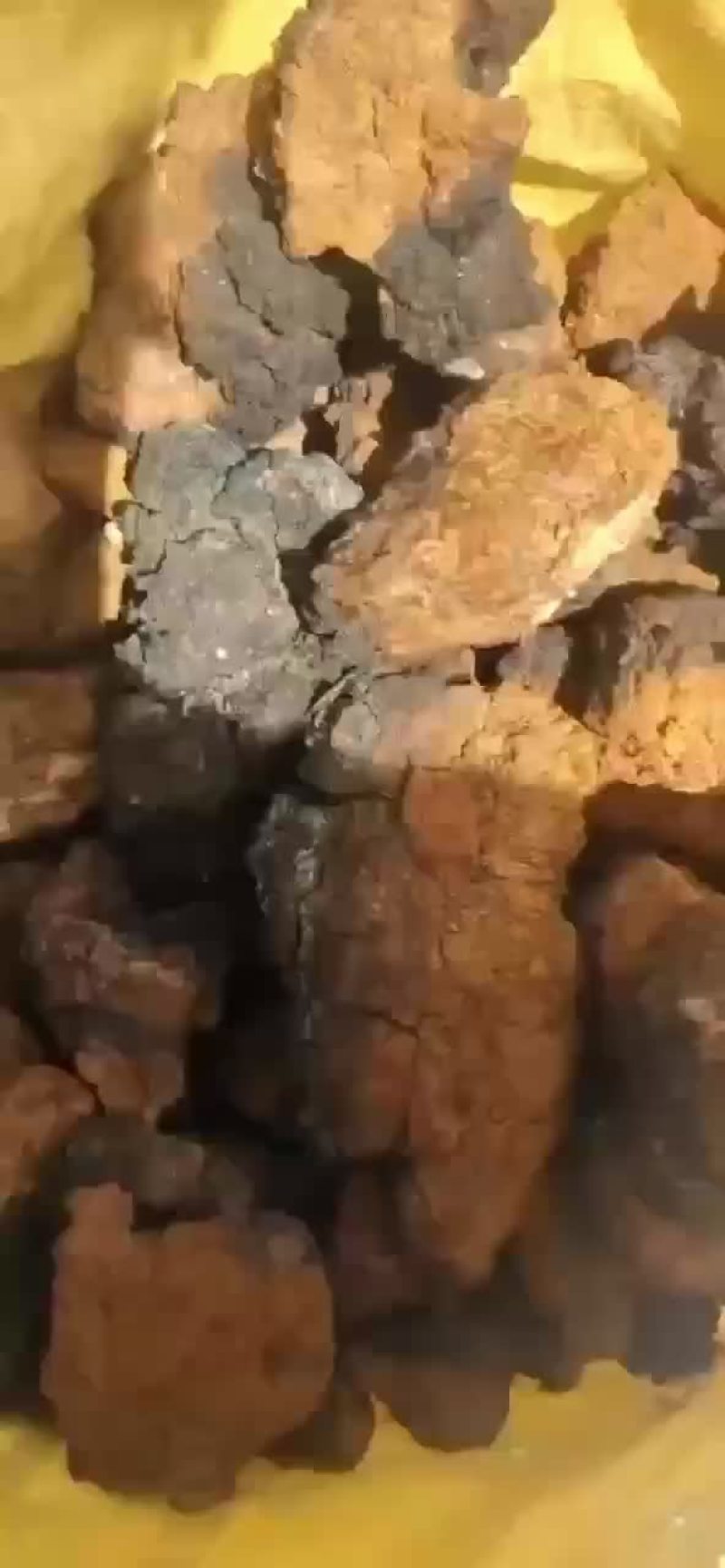 桦树茸