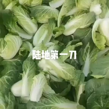 黄心娃娃菜大量上市