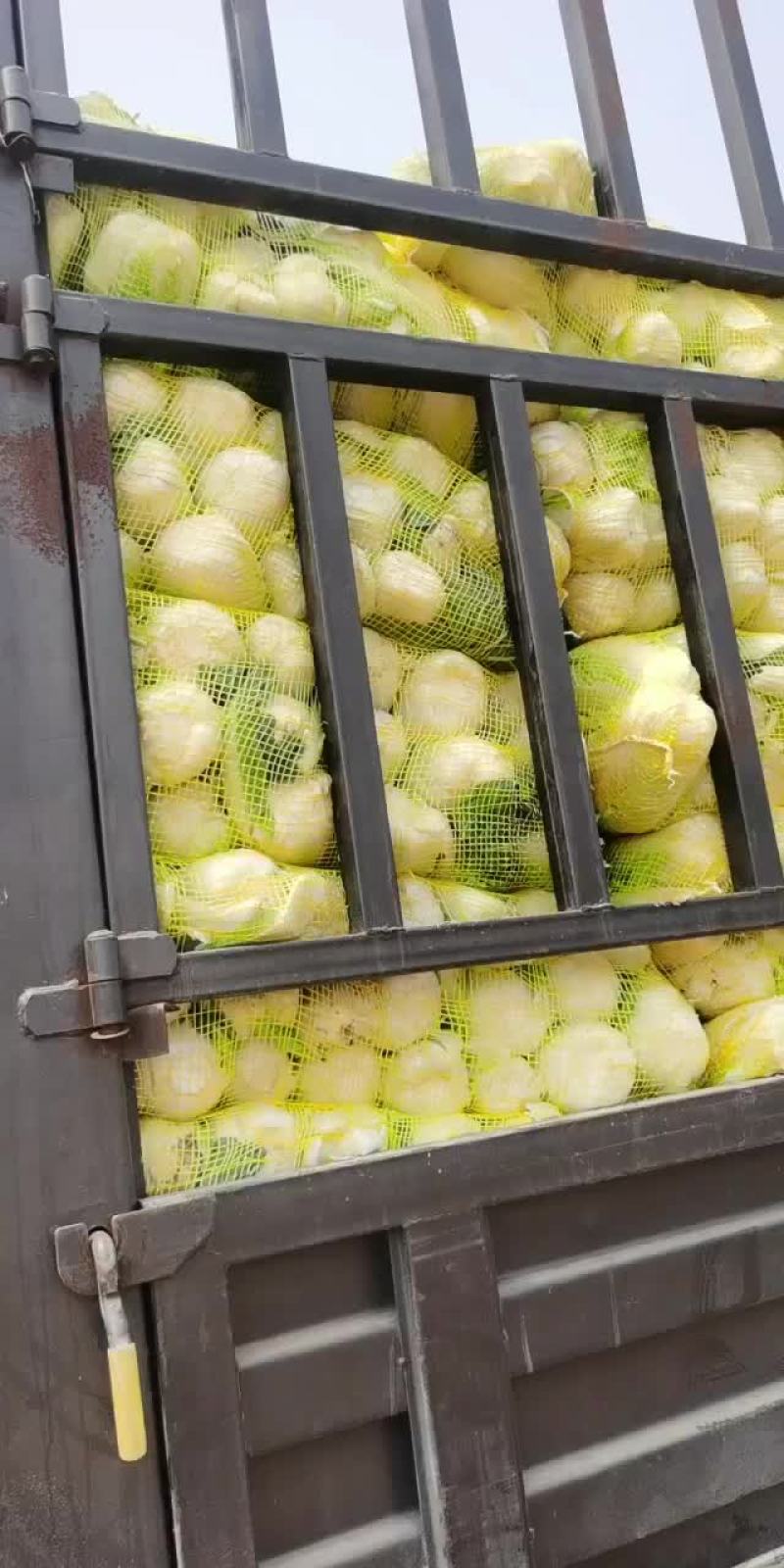 黄心娃娃菜大量上市