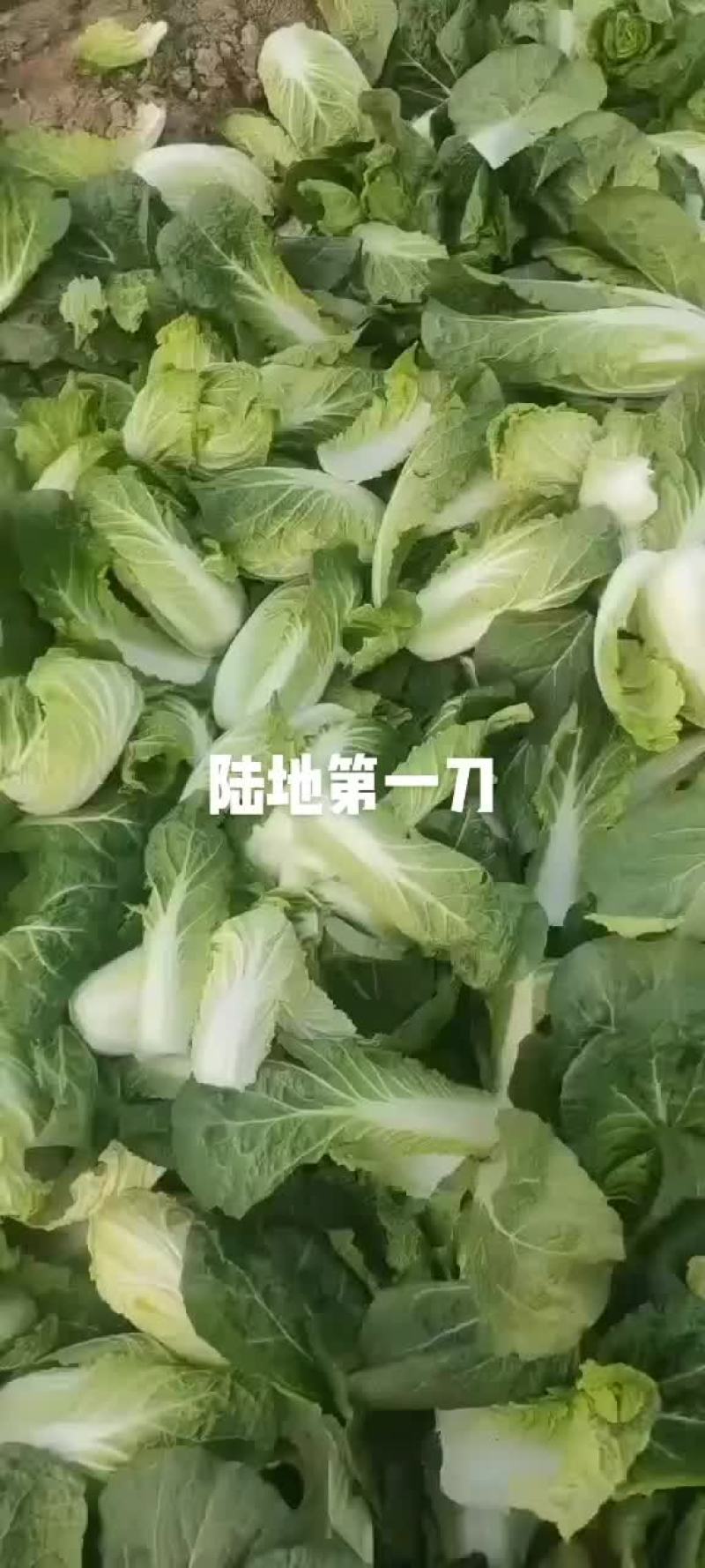 黄心娃娃菜大量上市