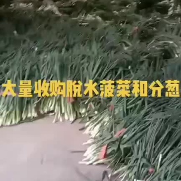 求购脱水青葱