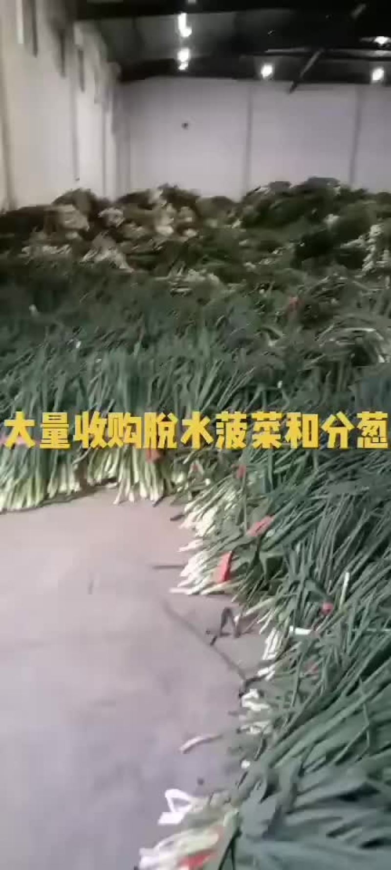 求购脱水青葱