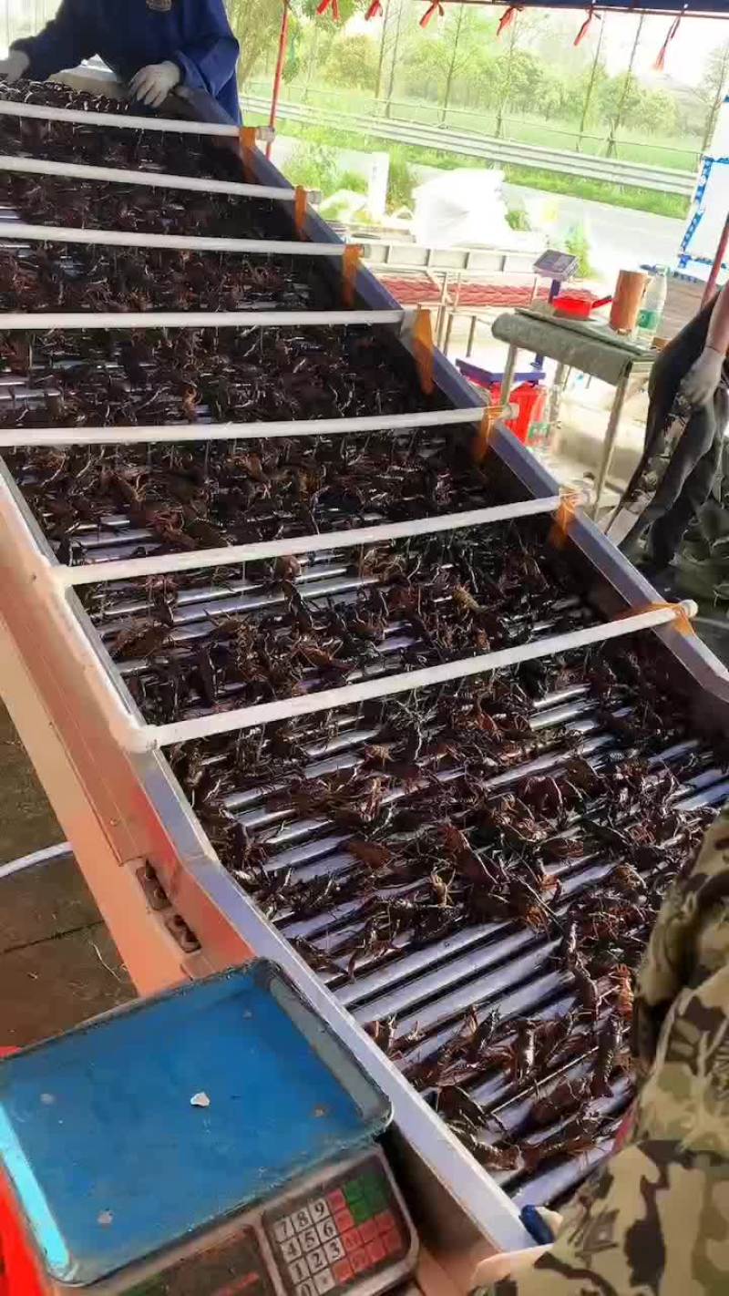 小龙虾