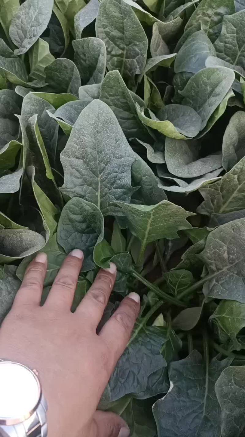 菠菜