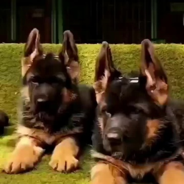 德国牧羊犬