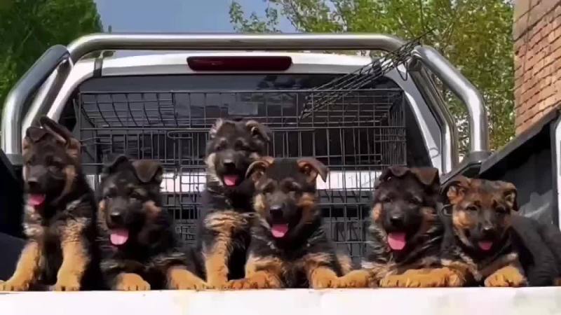 德国牧羊犬