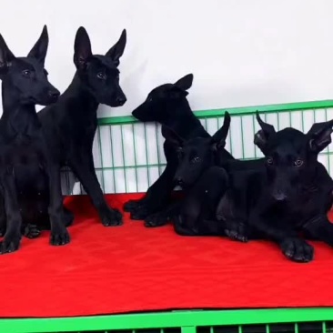 黑狼犬