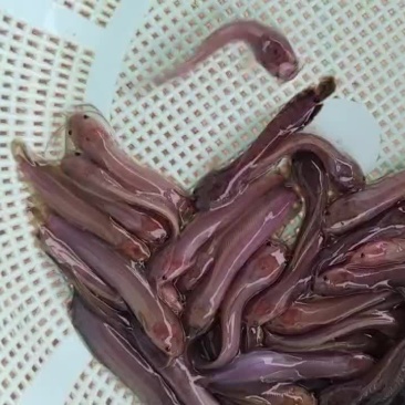 塘角鱼苗