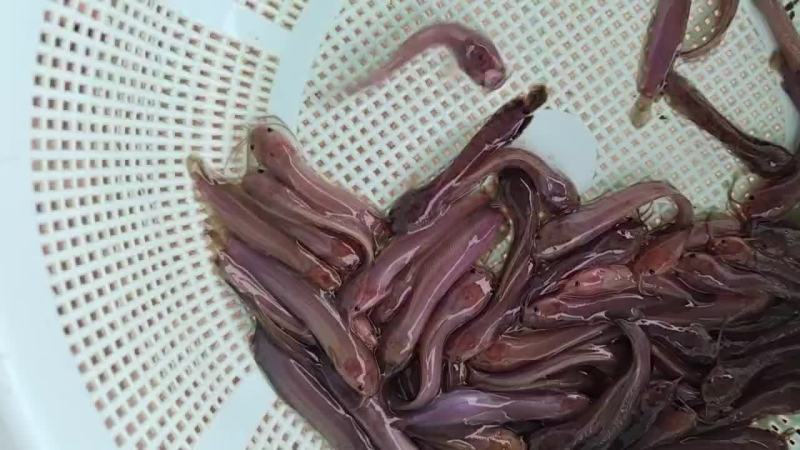 塘角鱼苗