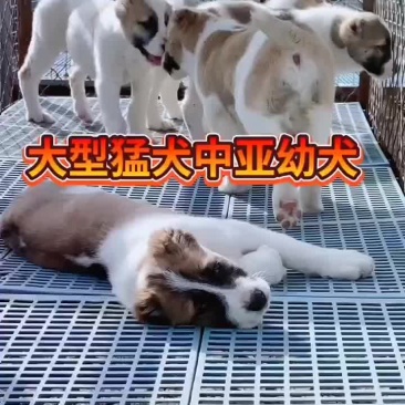 中亚牧羊犬