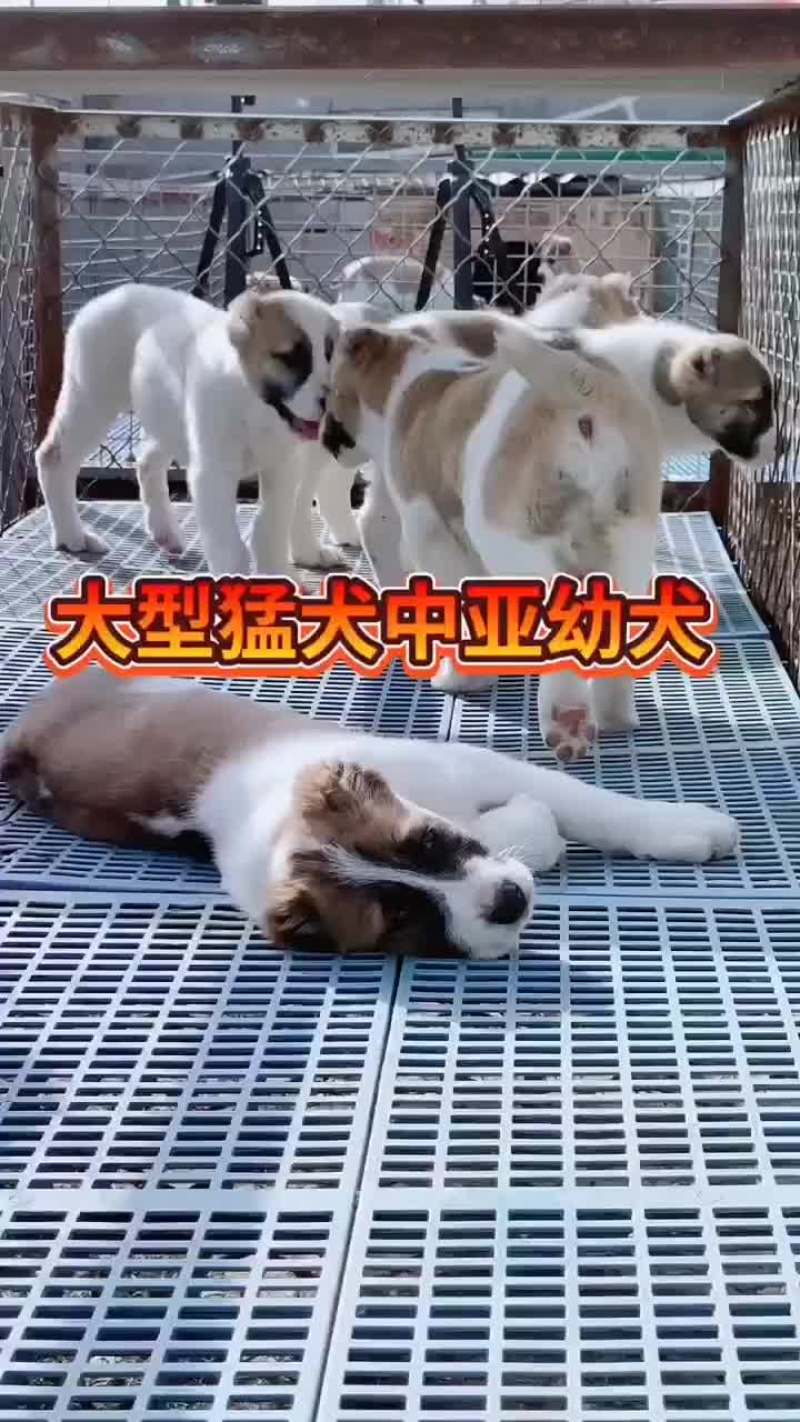 中亚牧羊犬