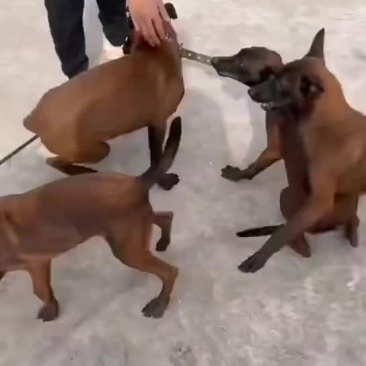 马犬