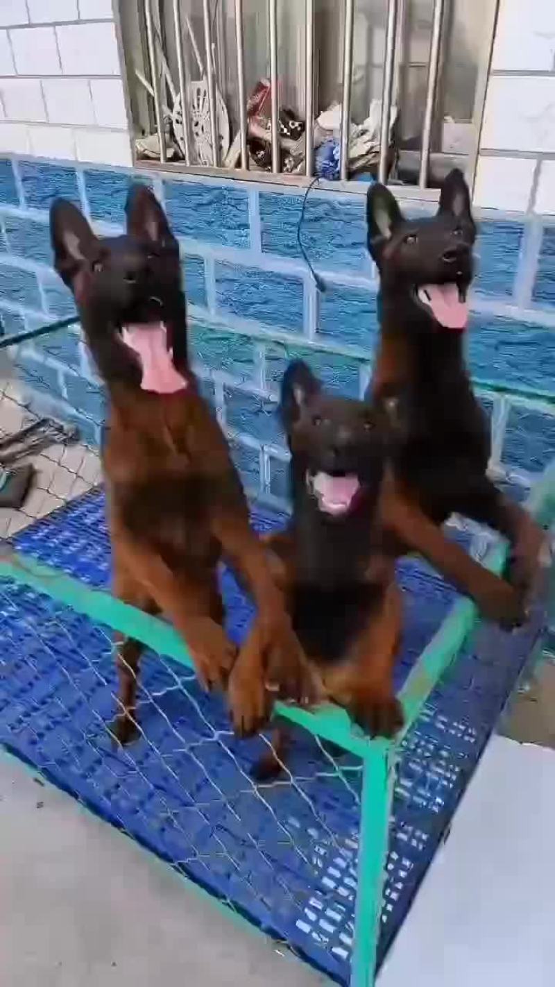 马犬