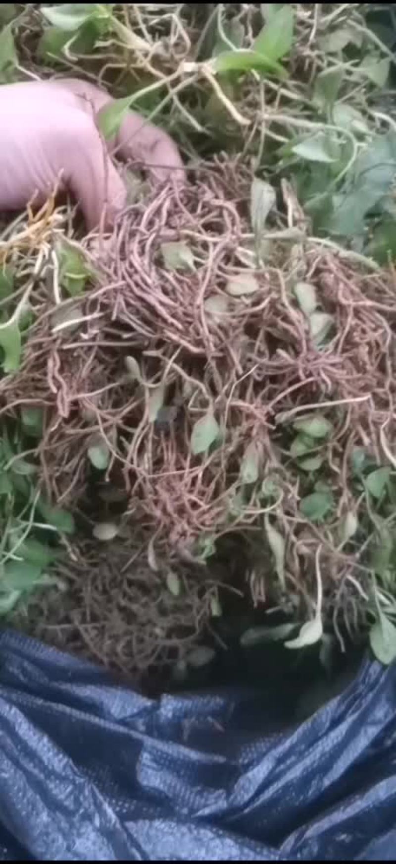 一支箭带跟鲜货