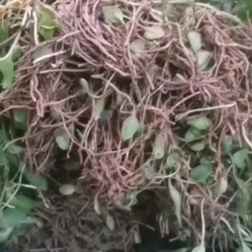 一支箭带跟鲜货