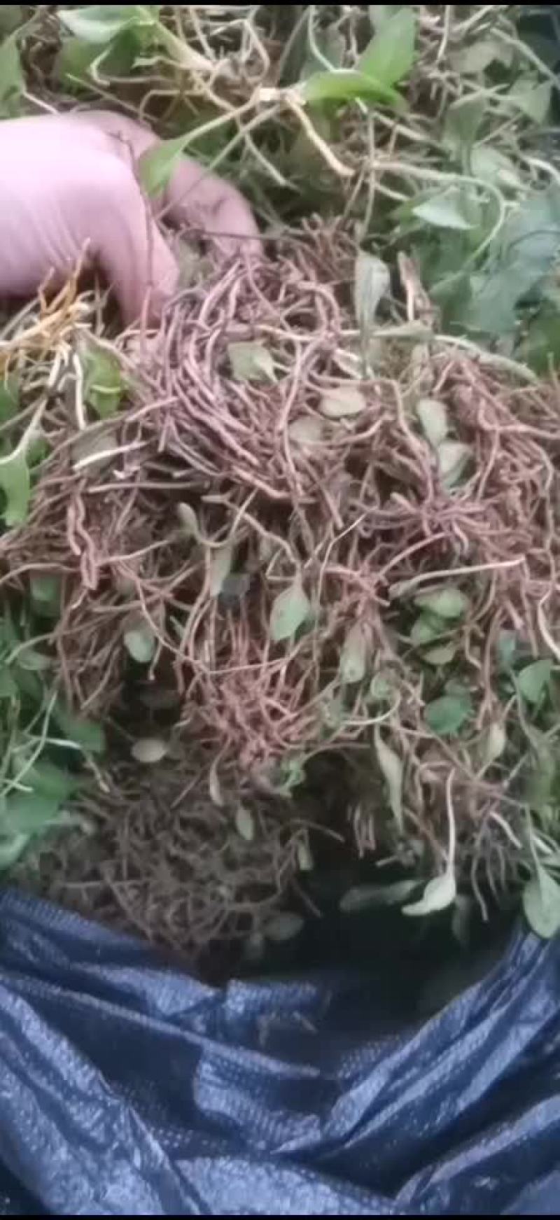 一支箭带跟鲜货