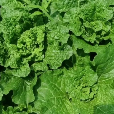 贵州安顺麻叶菜大量供应