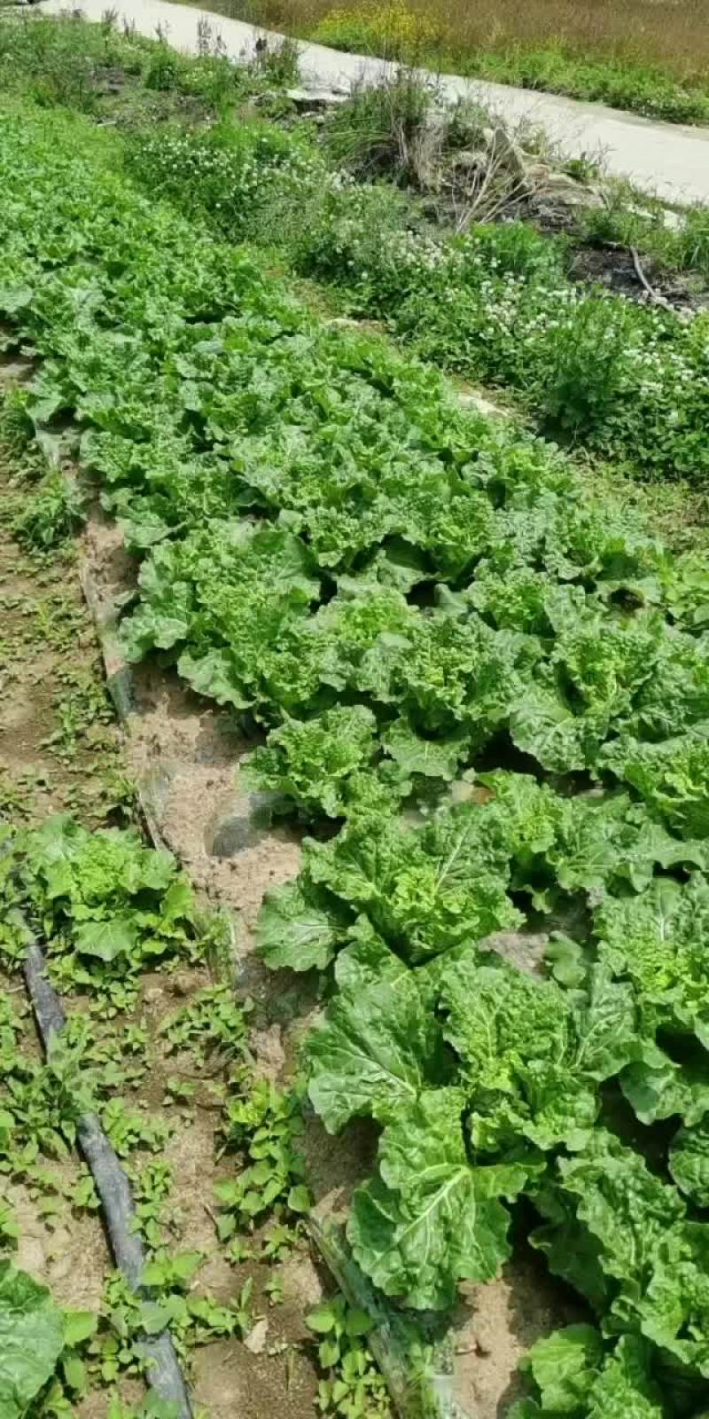 贵州安顺麻叶菜大量供应