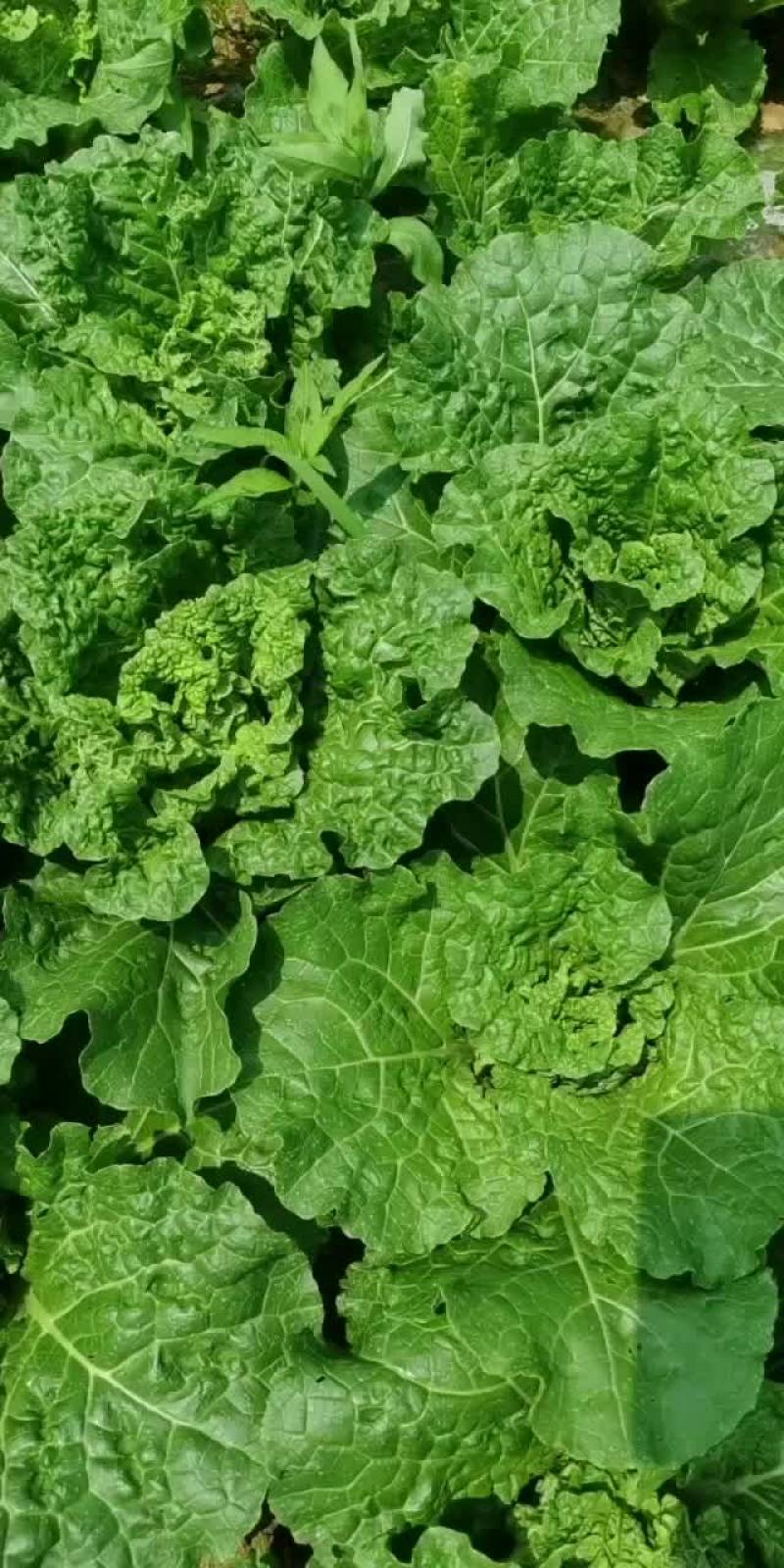贵州安顺麻叶菜大量供应