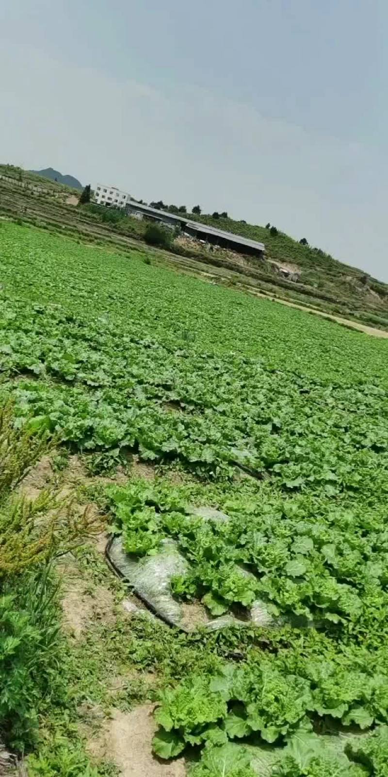 贵州安顺麻叶菜大量供应
