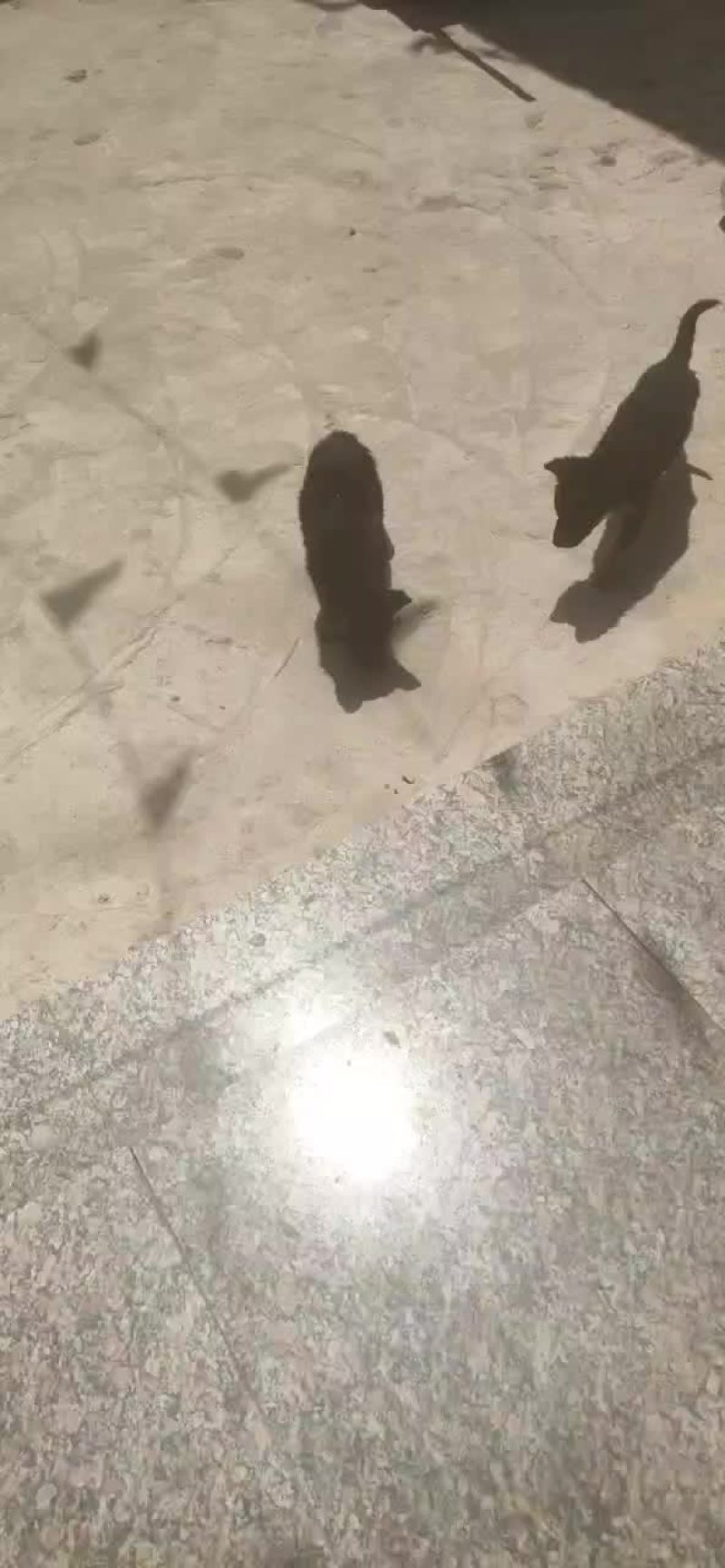 德国牧羊犬莱州红犬马犬