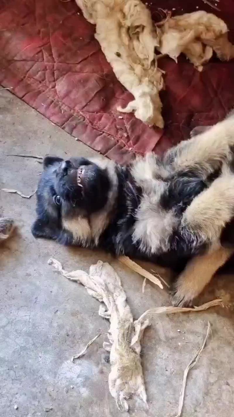 德国牧羊犬莱州红犬马犬