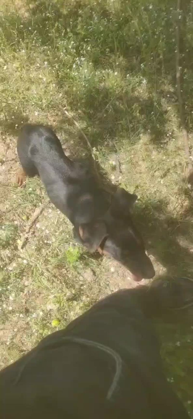 德国牧羊犬莱州红犬马犬