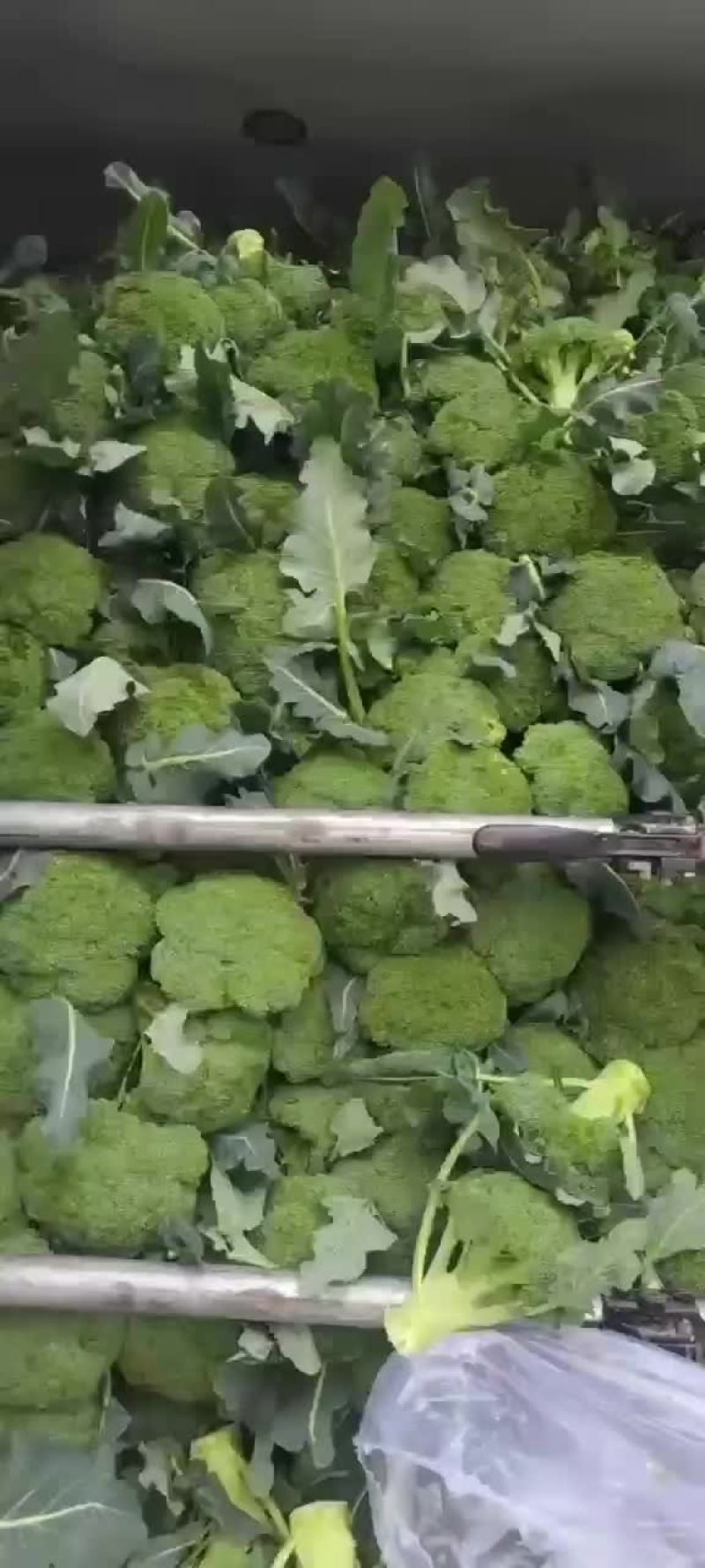 西兰花