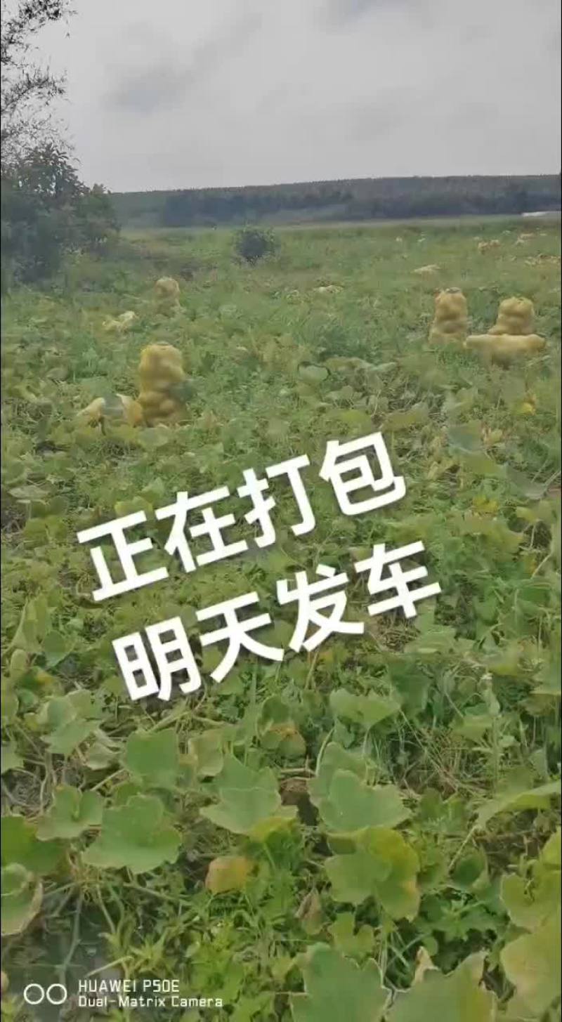 豆角豇豆长豆角