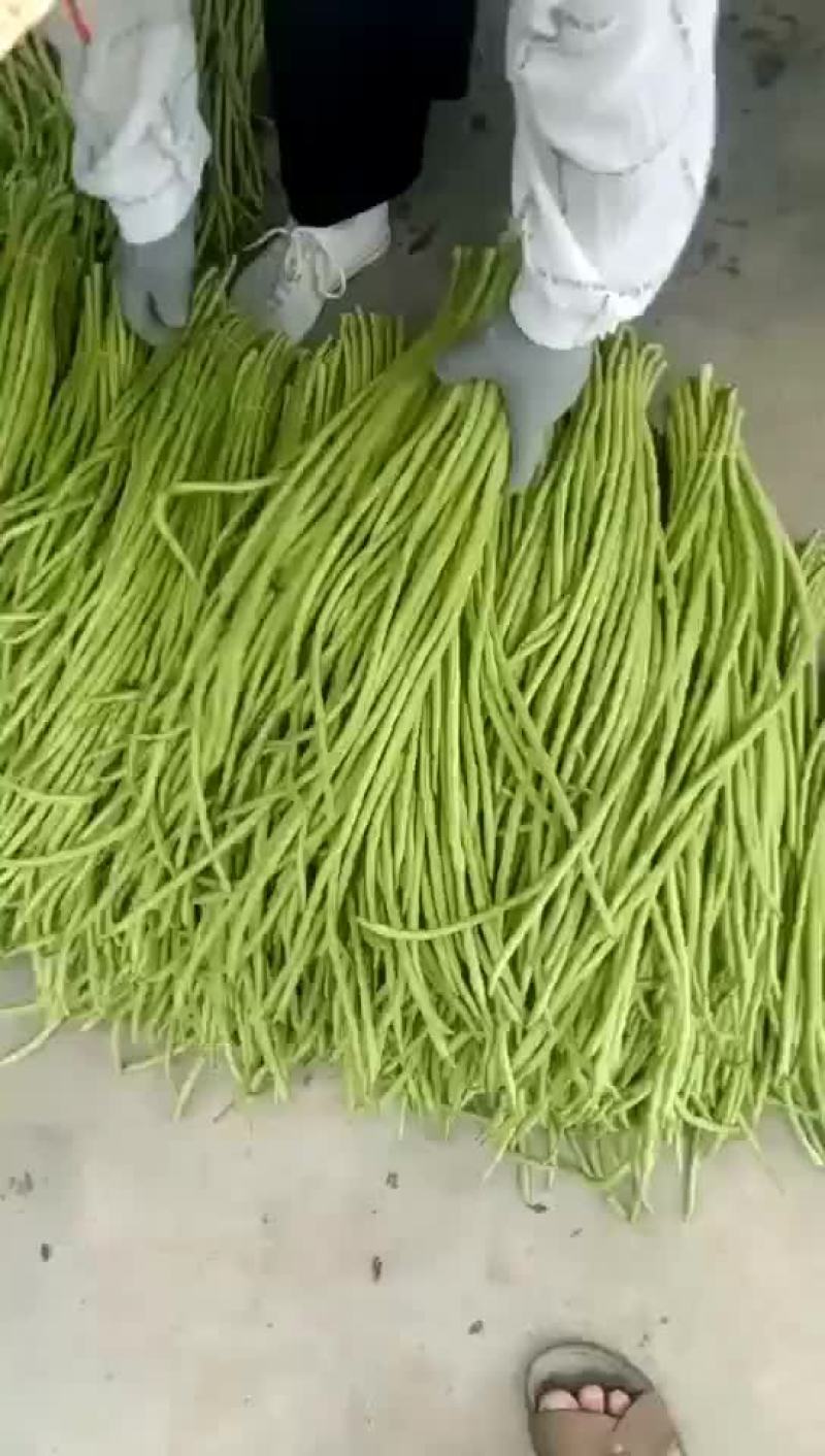 豆角豇豆长豆角