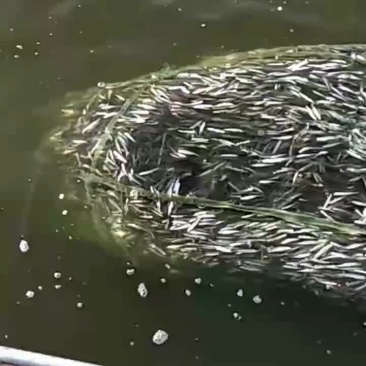 池沼公鱼