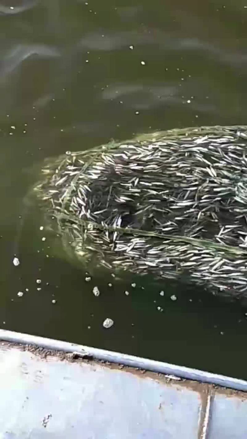 池沼公鱼