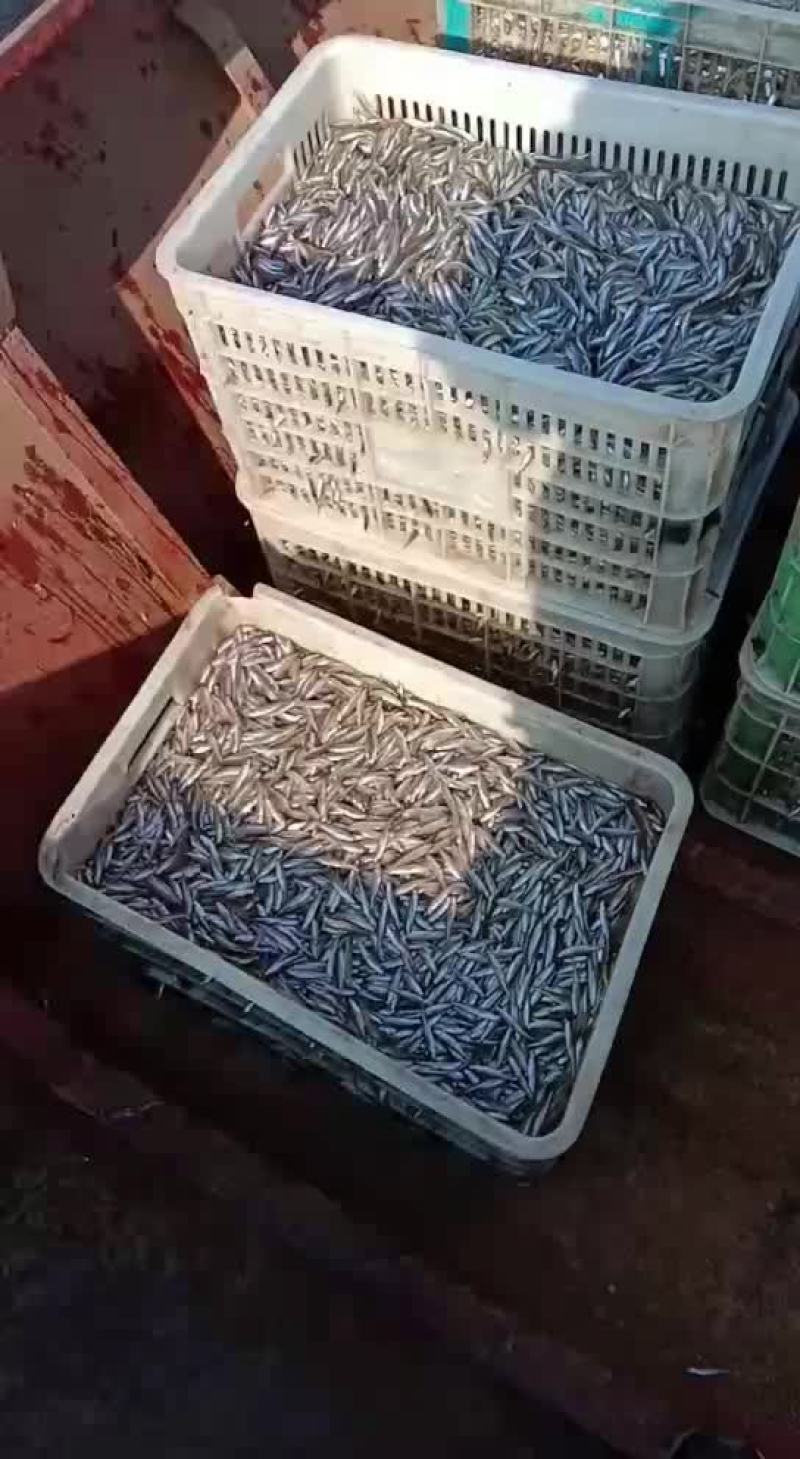 池沼公鱼