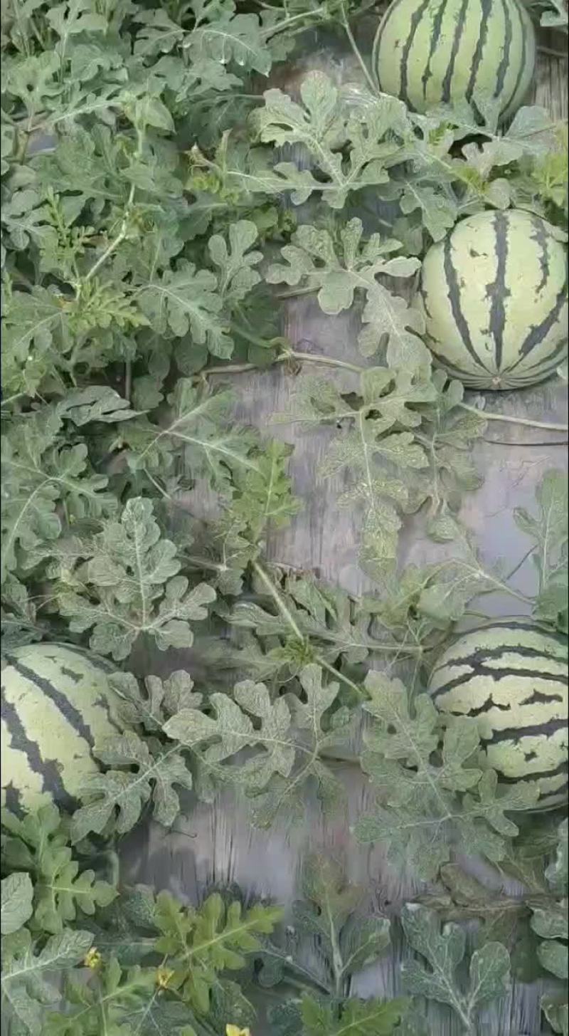 砀山西瓜基地美都8424持续掉价中